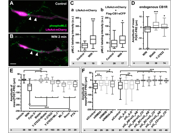 Immunofluorescence using pMLC